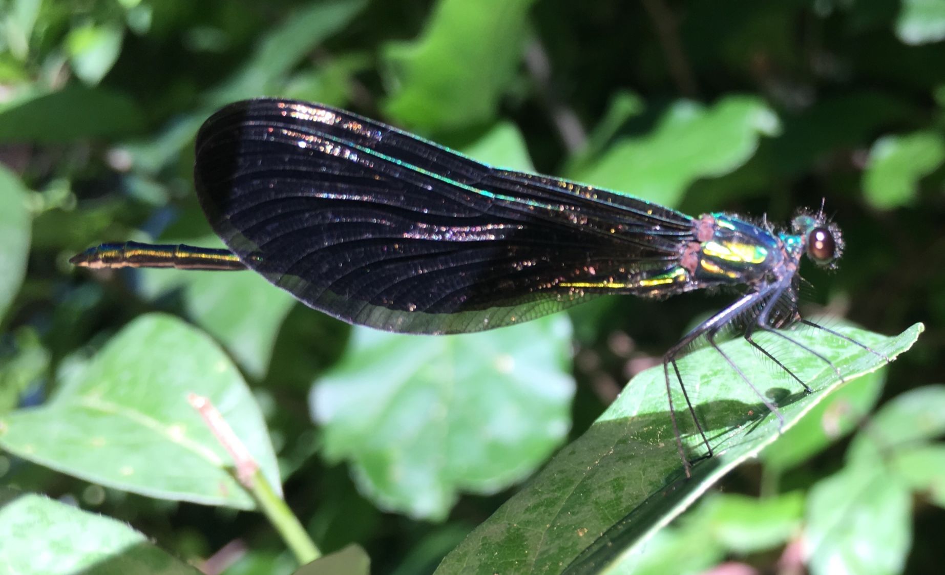 damselfly